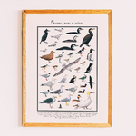 poster-oiseaux-marins-illustree-a-la-main-les-carnets-de-pierre