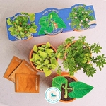 trois-plantes-enfant-radis-et-capucine