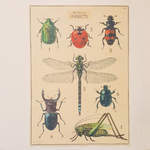 affiche vintage insectes