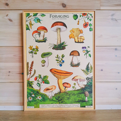 WallClassics - Poster de Jardin - Champignon Amanite Tue-Mouche dans  l'Herbe Verte 
