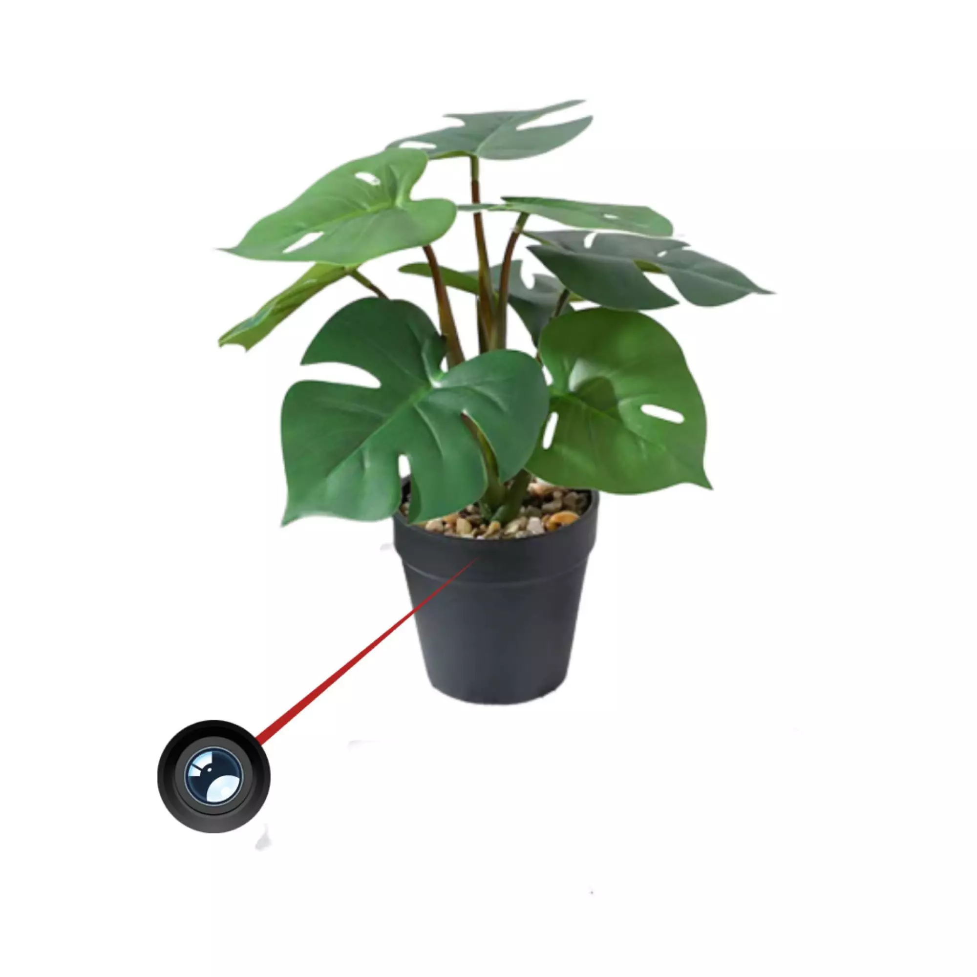 Cam&eacute;ra espion Dissimul&eacute;e dans une plante