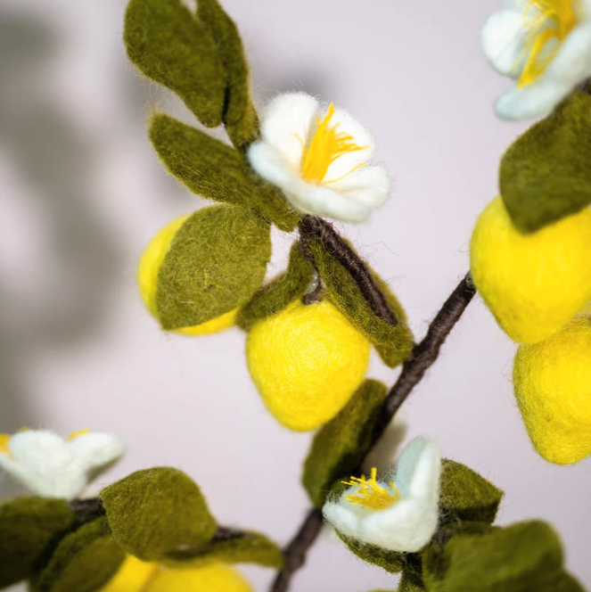 Smv-branche-citron2
