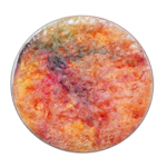 SensoryPopp Grains crépitants pour jeu sensoriel - 50gr2