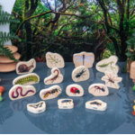 Tickit Insectes en bois - Lot de 152