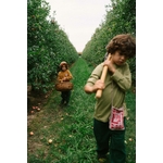 Art 26-286 Fruits A7R05202 Joguines Grapat
