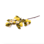 Smv-branche-citron4