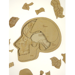 Puzzle stuka Puka L'anatomie du crâne