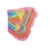 ailespinkrainbow