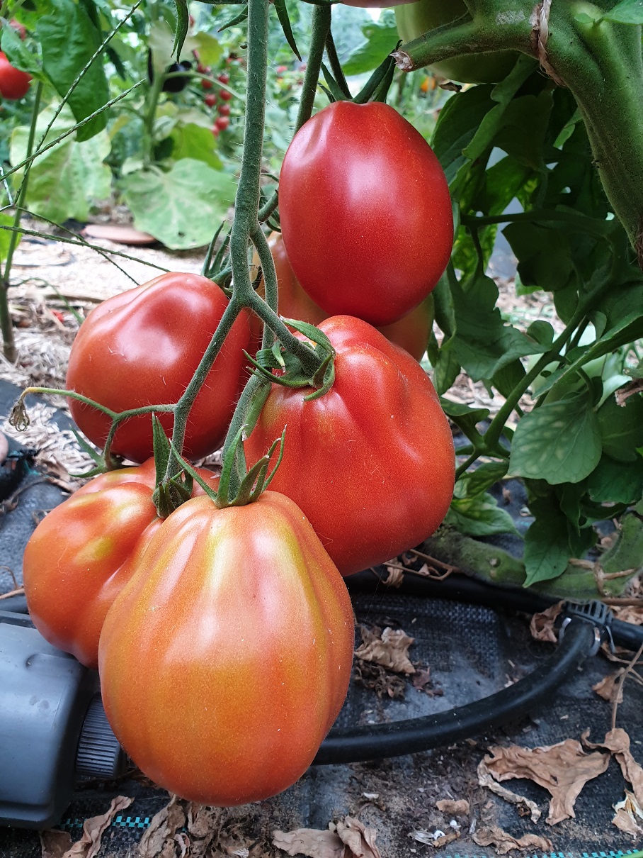 Tomate Coeur de Boeuf de Nice - Tomates/Tomates Géantes - Graines
