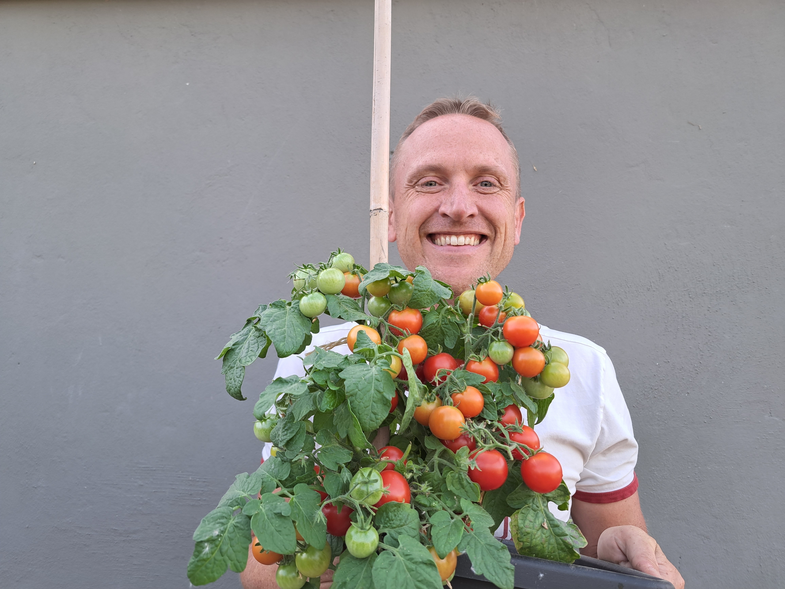 TOMATE CERISE TINY TIM, plante en ligne