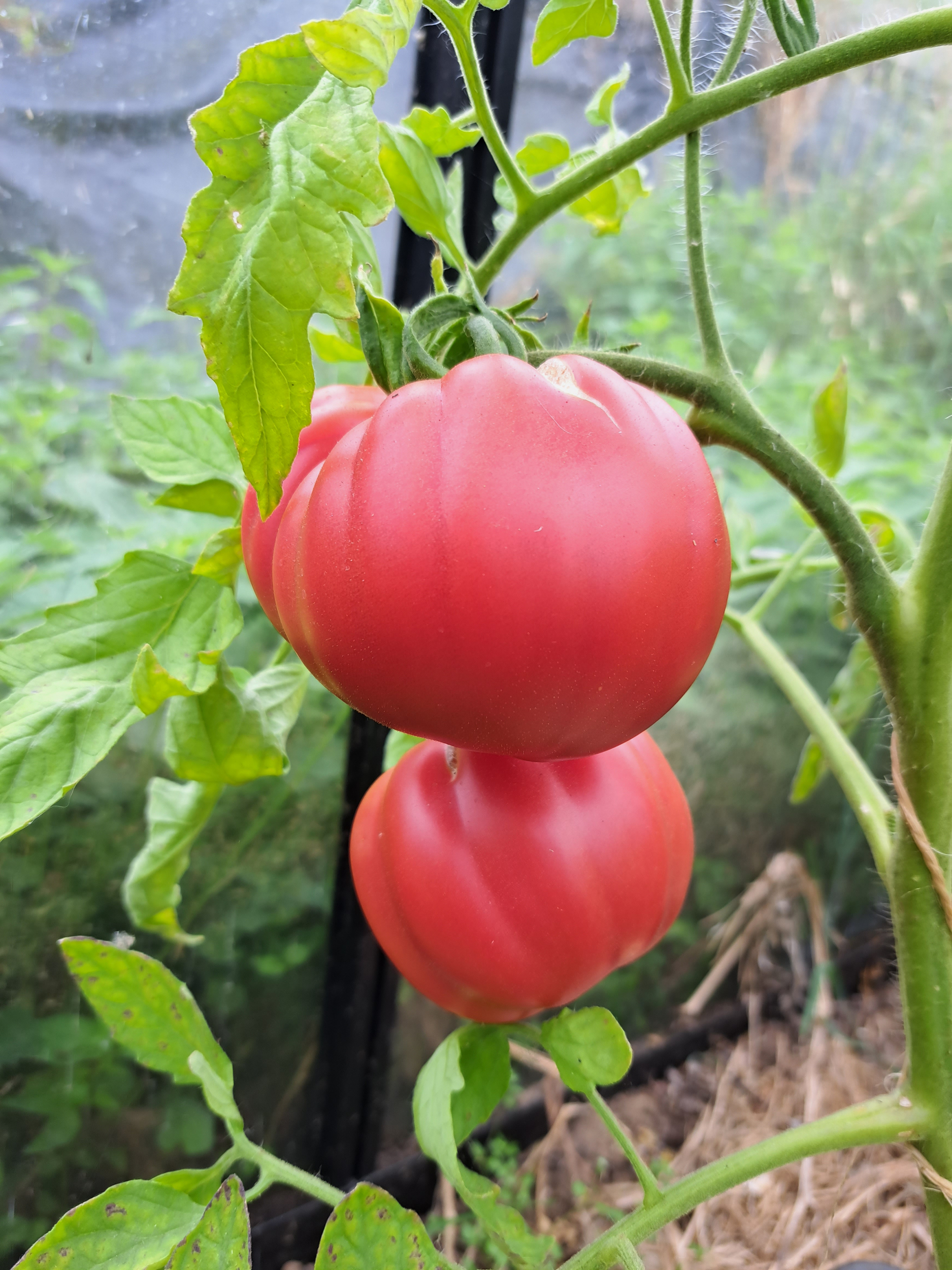 Tomate Coeur de Boeuf de Nice - Tomates/Tomates Géantes - Graines