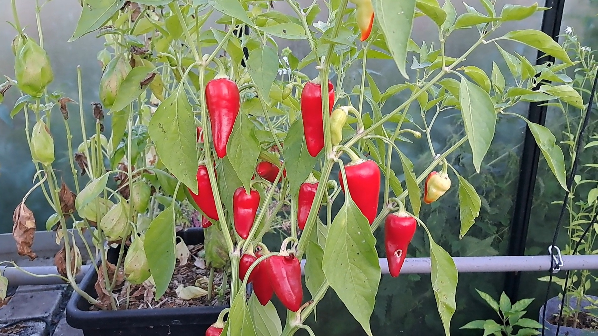 VideoCapture_20241009-144752
