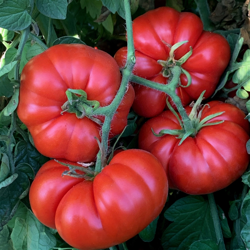 tomate_marmande1