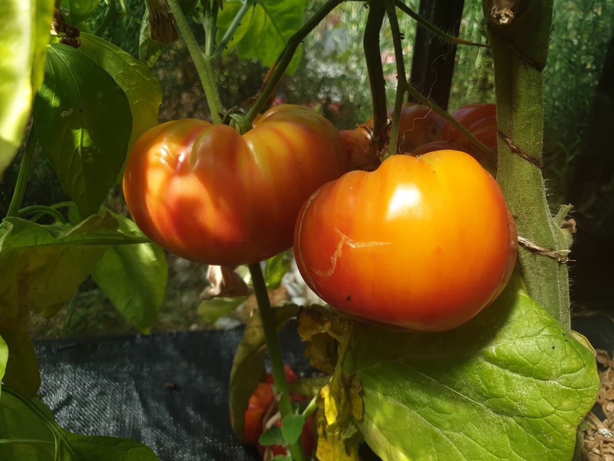 tomate ananas jaune3