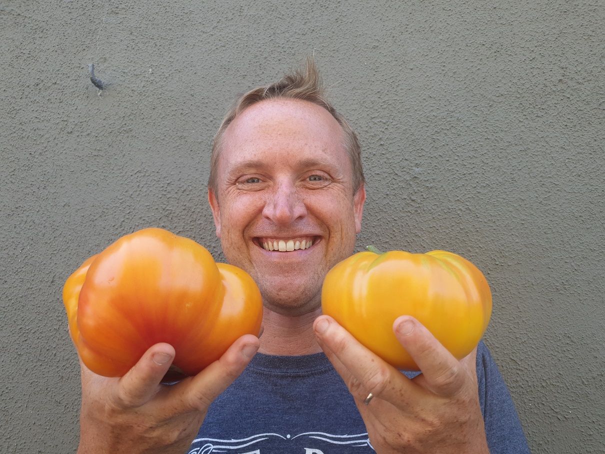 tomate ananas jaune2