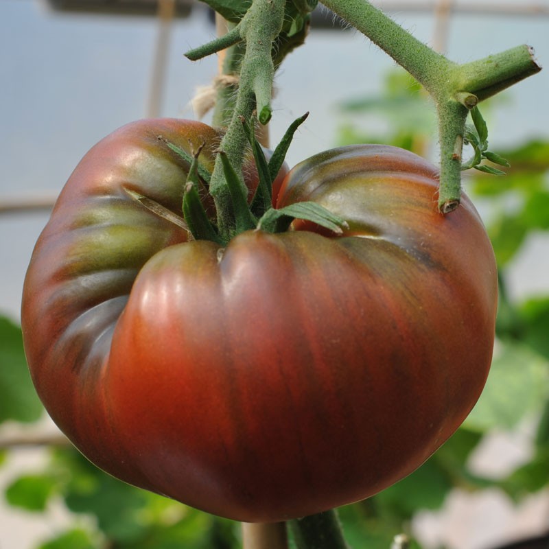 tomate noire crimee 2