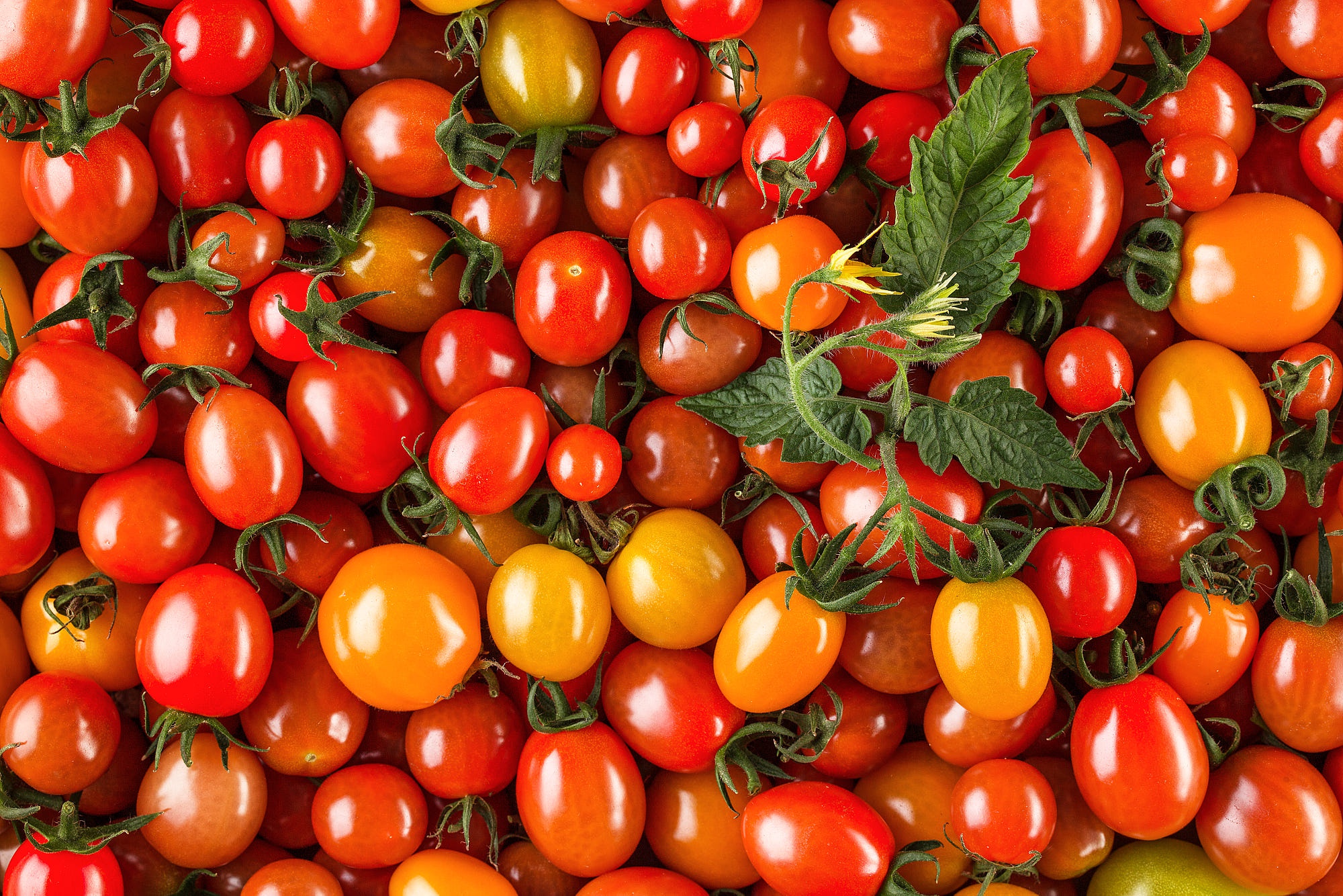 Graine de tomate Banque de photographies et d'images à haute