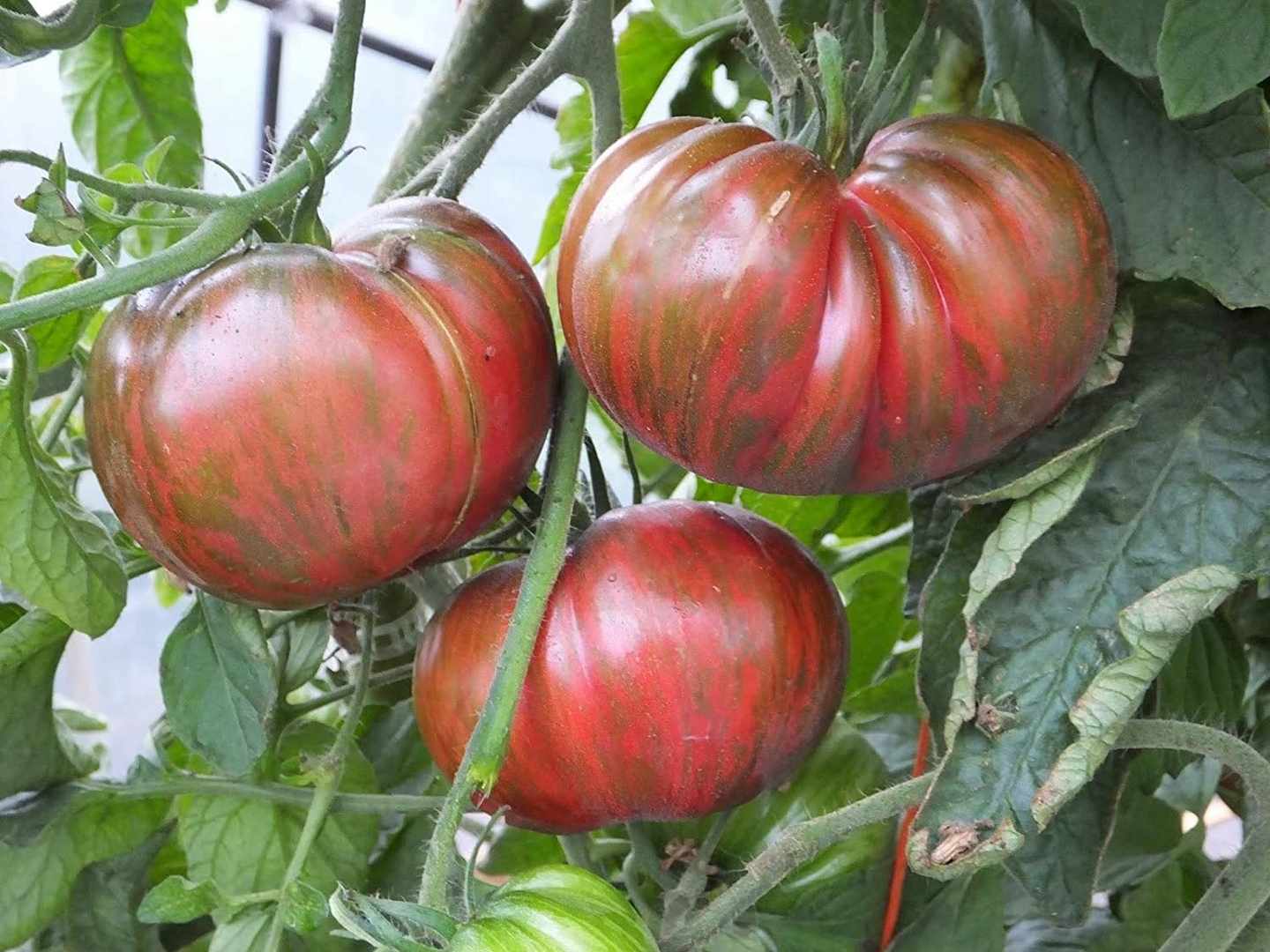 Tomate Pink Berkeley Tie Dye - Tomates/Tomates pour fin Gourmets