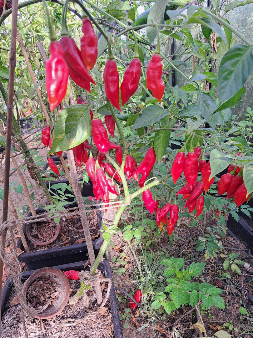Piment Hot Paper Lantern Autres Légumes/Poivrons et Piments Graines
