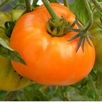 TOMATE_VALENCIA