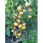 tomate_blanche_de_picardie1