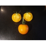 tomate_teton_de_wepion