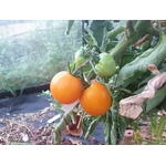 tomate_teton_de_wepion_2