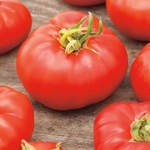 tomate_marmande2