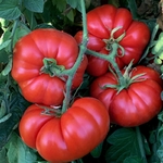 tomate_marmande1