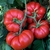 tomate_marmande1
