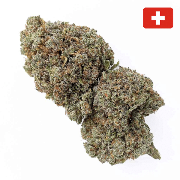 grossiste-fleur-CBD-critical-indoor