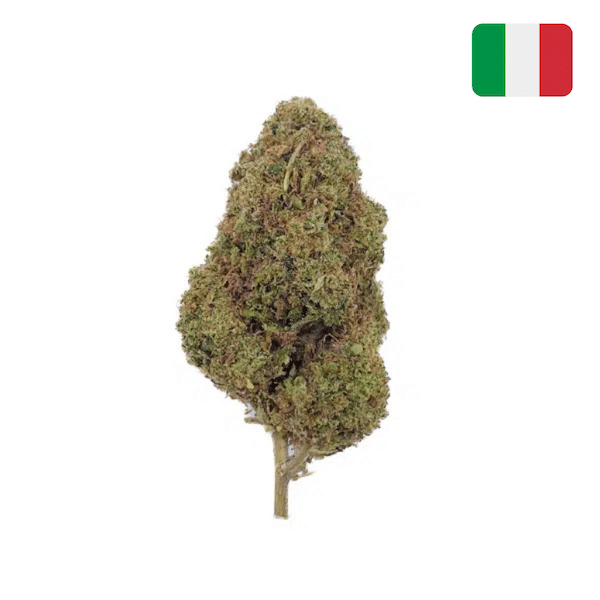 grossiste-fleur-CBD-lemon-tree-glass-house