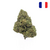 grossiste-fleur-CBD-cherry-pie-glass-house