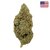 Skywalker-OG-CBD-Big-Bud-Indoor-Cali-1