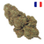 fournisseur-fleur-CBD-strawberry-haze-glass-house