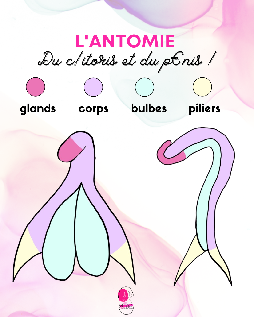 Le clitoris : à quoi sert-il vraiment ? Guide complet du plaisir féminin