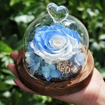 Rose_eternelle_sous_dome_bleu_blanc