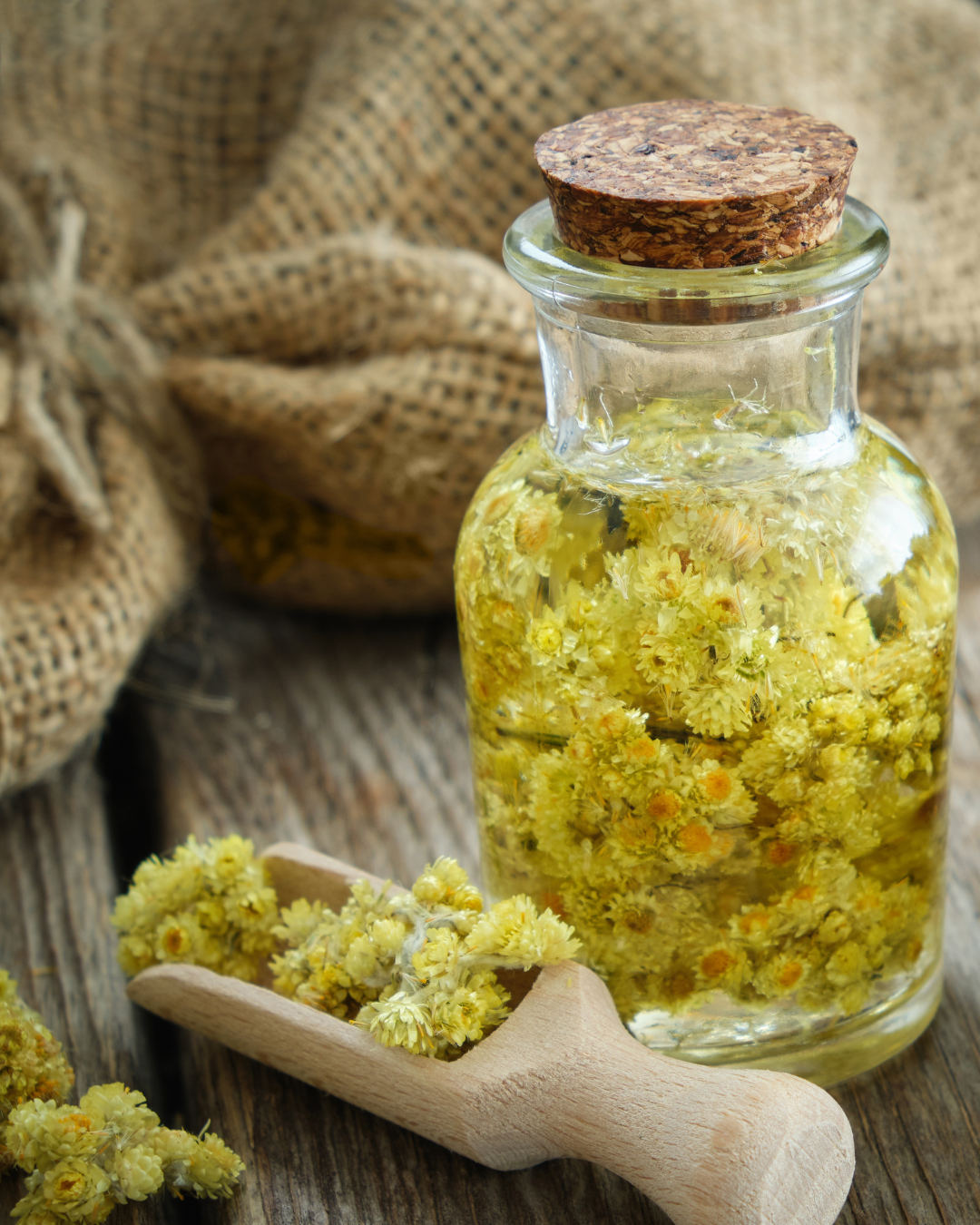 immortelle