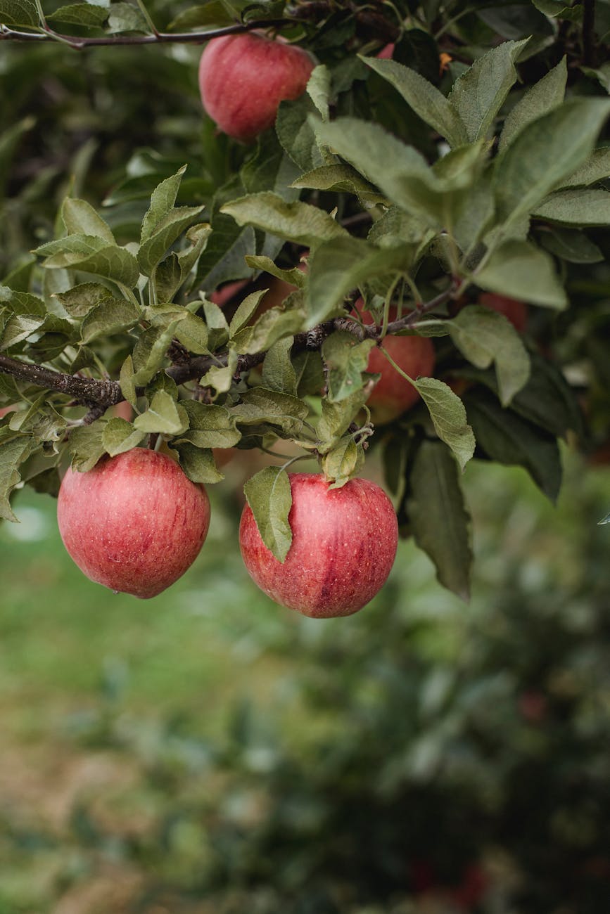 Pommes