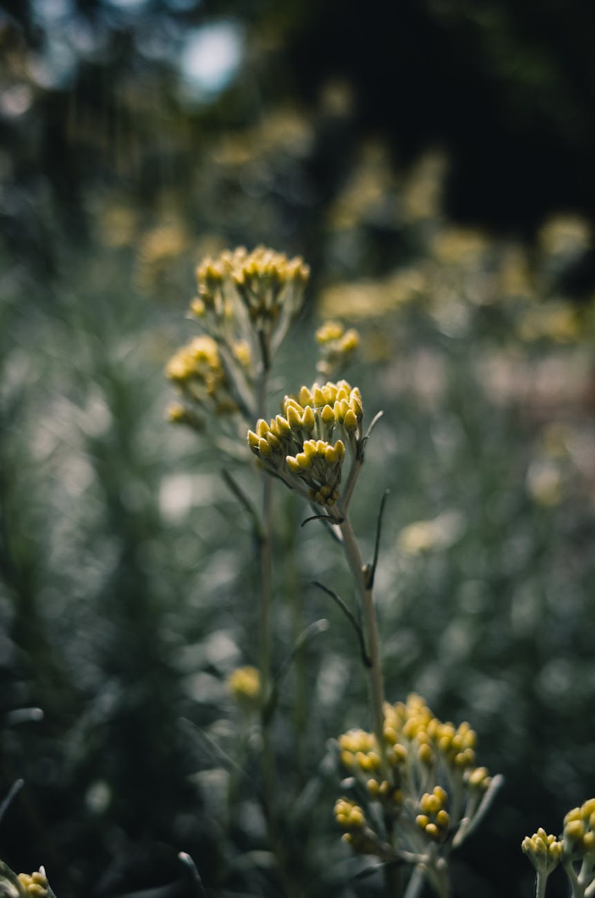 Fleurs immortelles