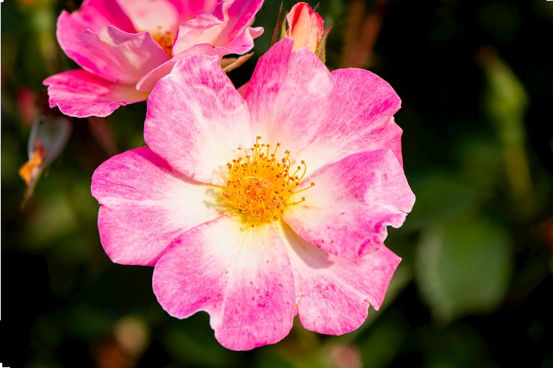 Eglantier rose sauvage