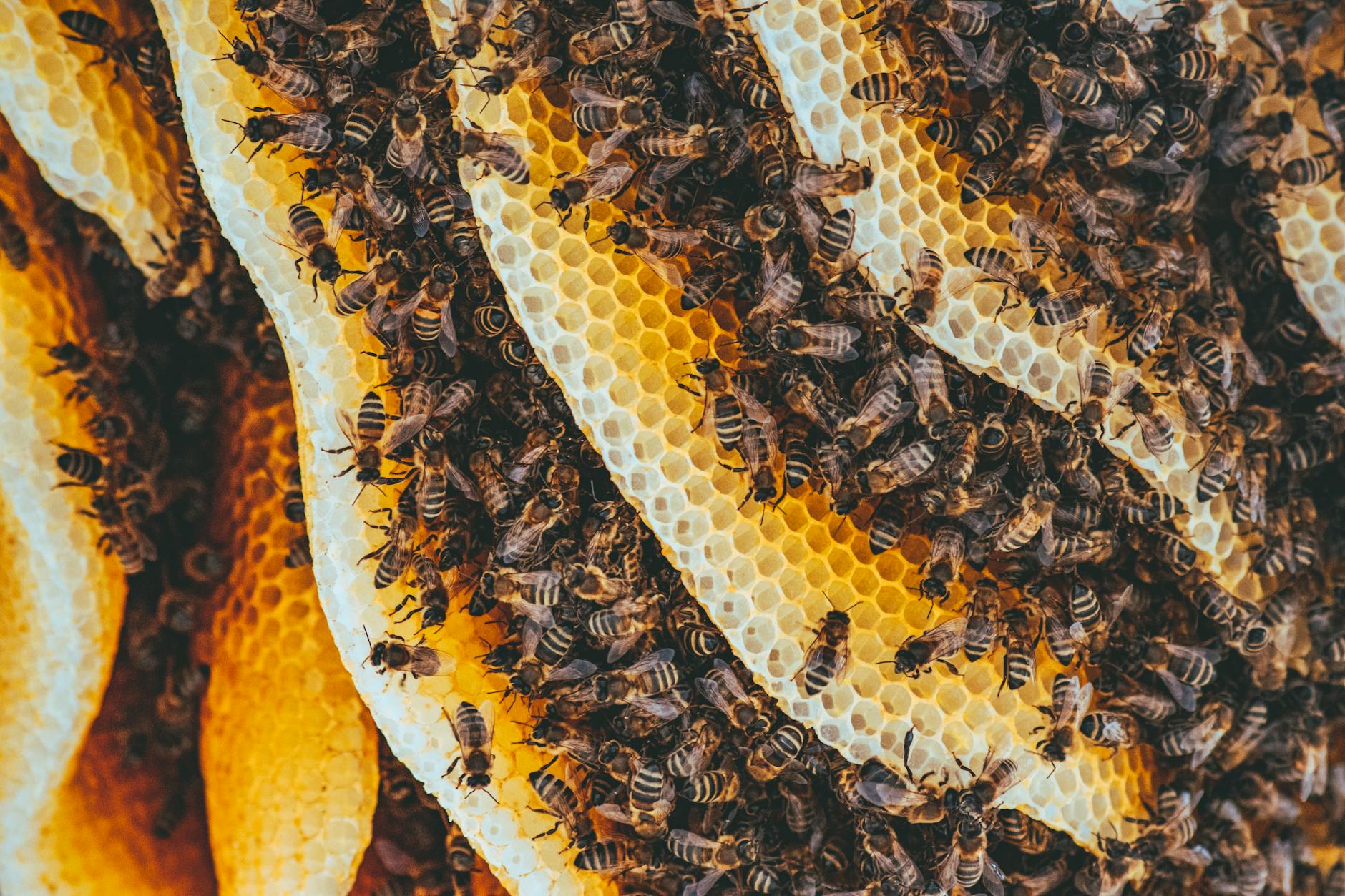 abeilles jaunes et noires sur textile marron et noir