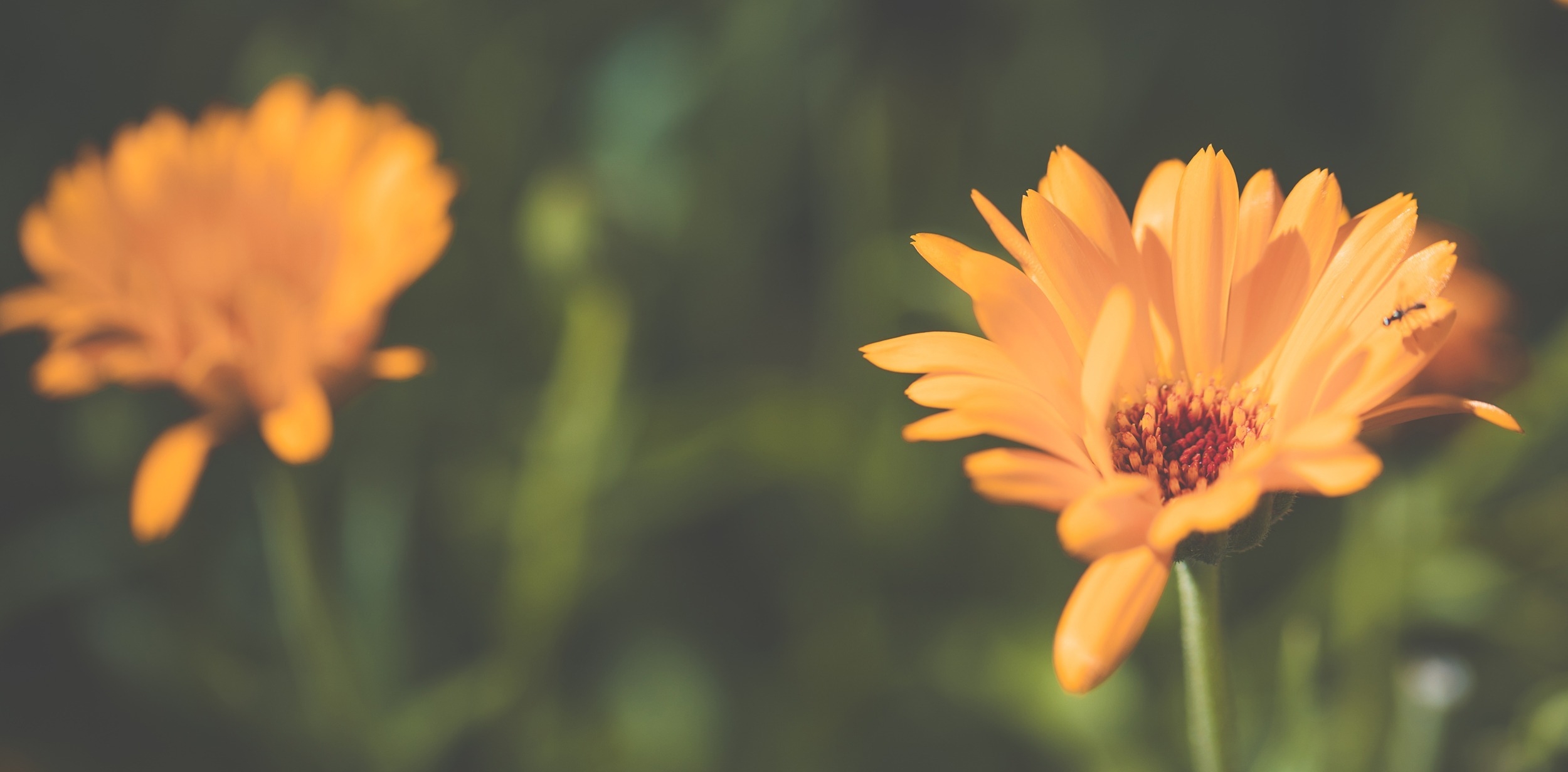 calendula phyto abeillessence