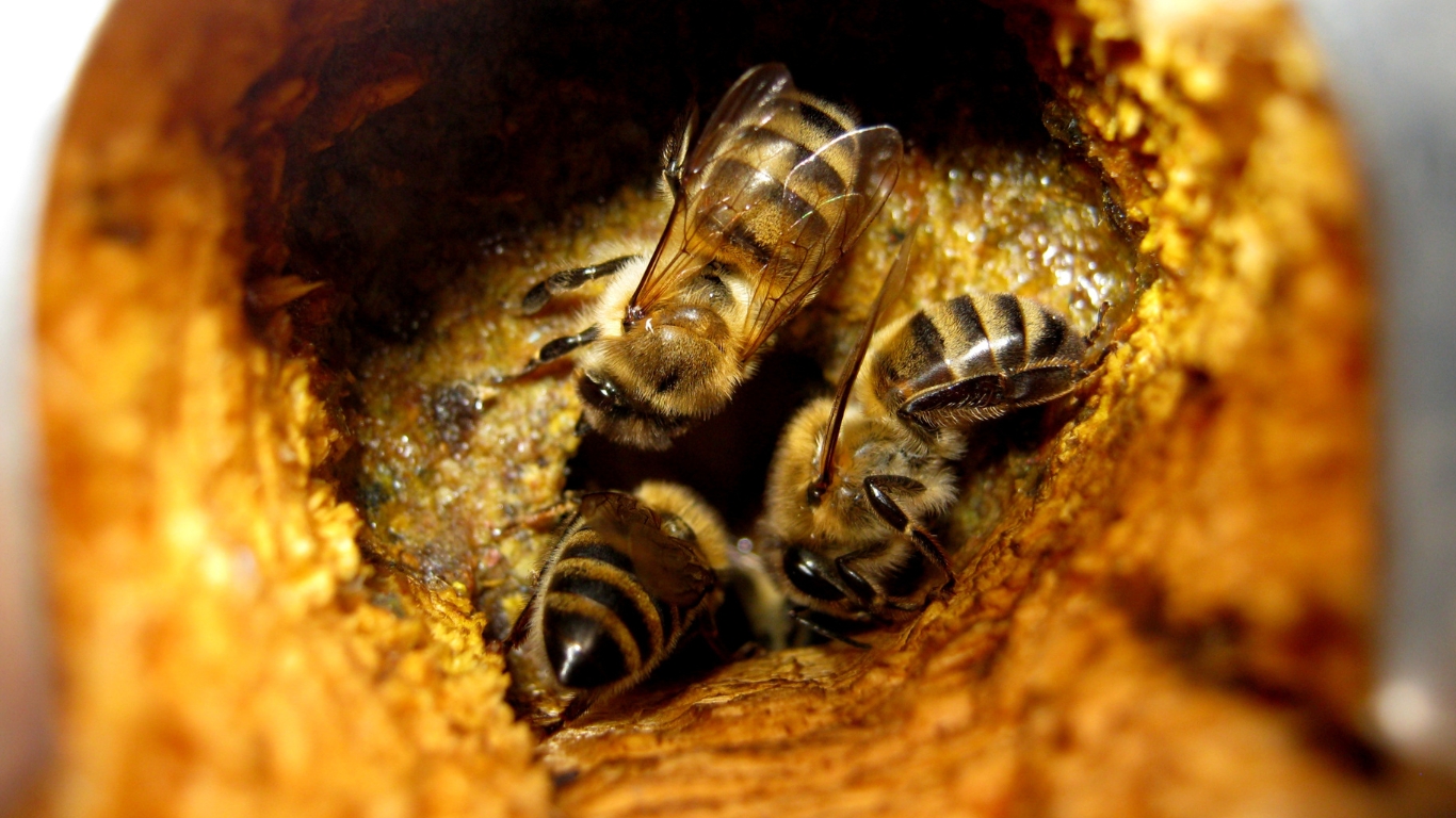 abeille trou