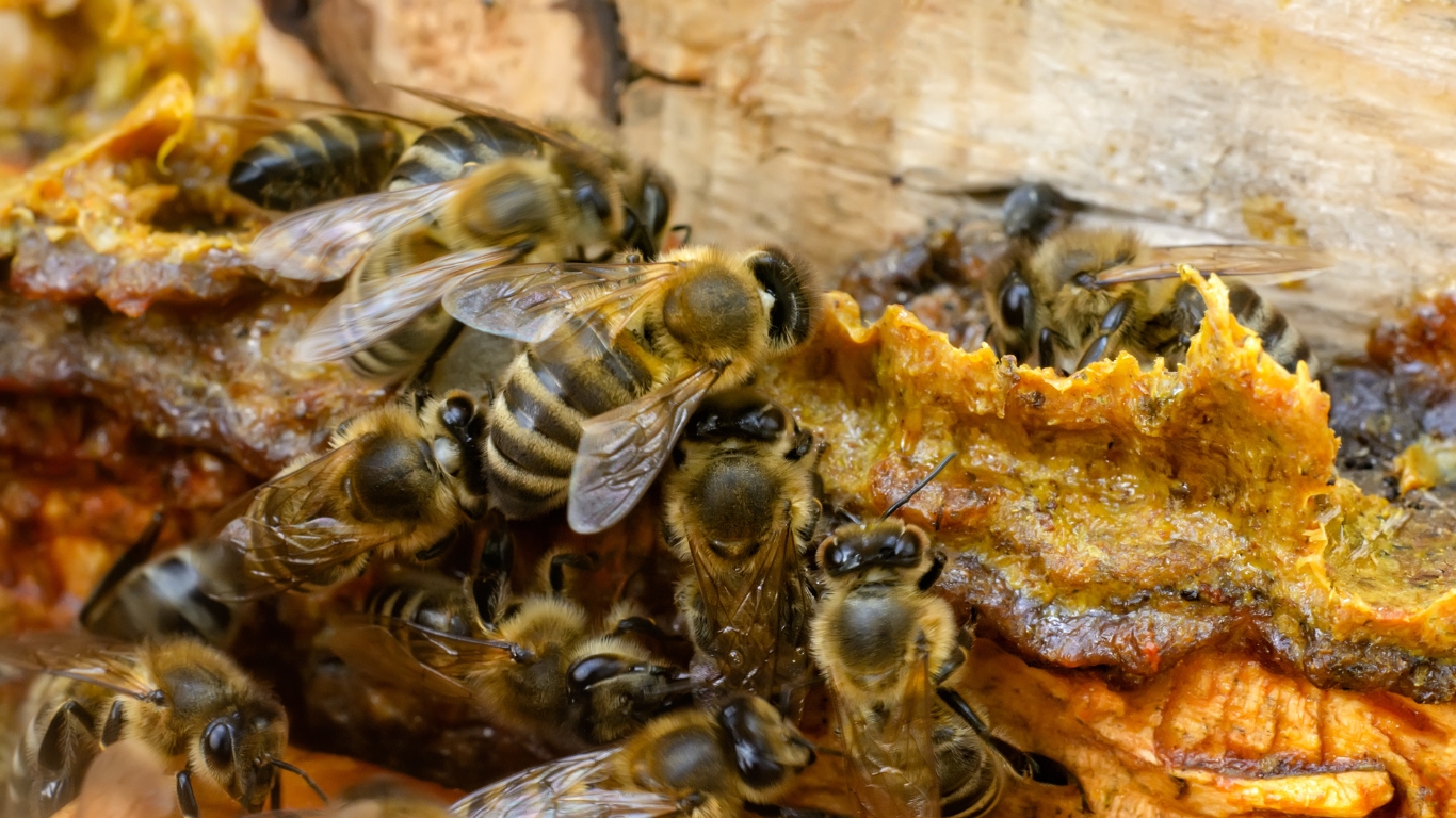 propolis