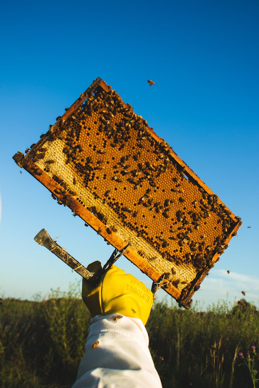 main gantee d un apiculteur tenant un cadre en nid d abeille sur fond de ciel bleu a santa fe en argentine