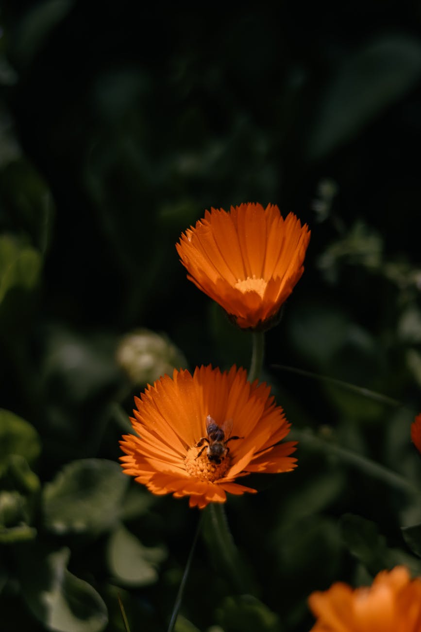 photos gratuites de exterieur abeille apides