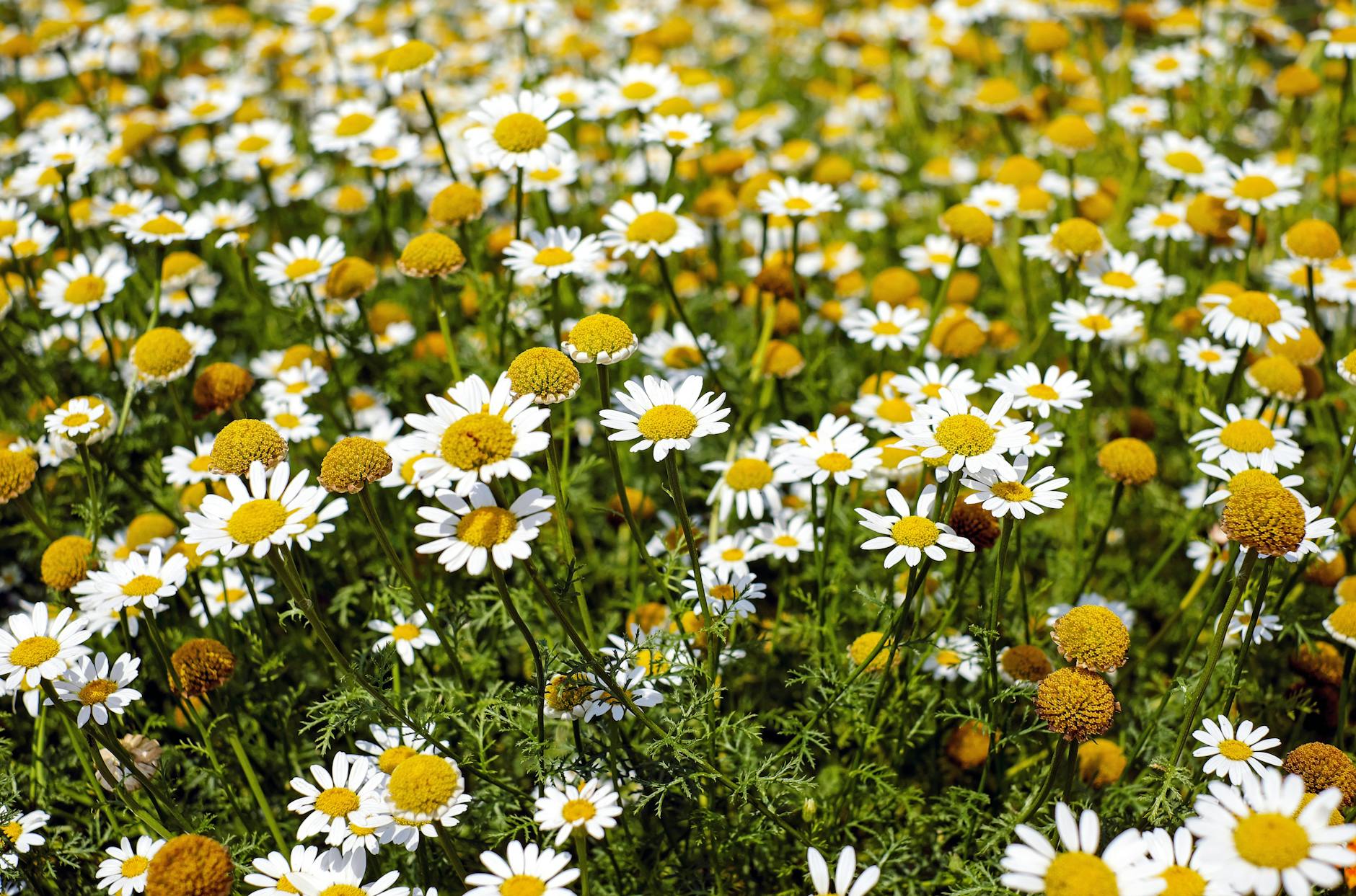 photographie peu profonde de fleurs jaunes et blanches pendant la journee