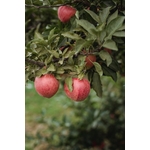 Pommes