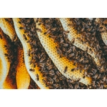 Nos abeilles